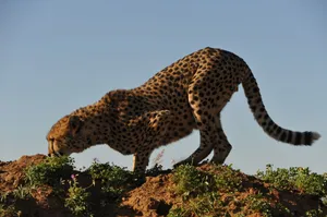 A cheetah prowling on a sunlit savanna with a clear blue sky. jigsaw puzzle
