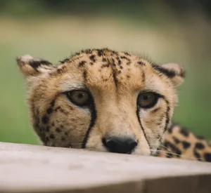 Closeup shot of young leopard sitting on grass in savanna and looking attentively on prey in daylight jigsaw puzzle