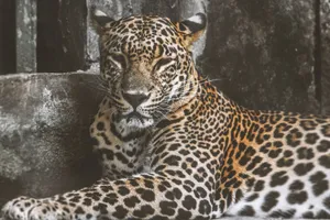A stunning leopard reclines in a zoo enclosure, showcasing its beautiful spotted coat. jigsaw puzzle