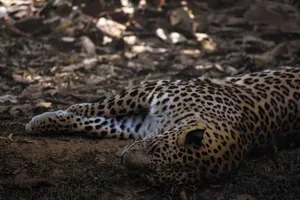 A leopard peacefully sleeping in a forest, dappled sunlight accentuates its spotted coat. jigsaw puzzle