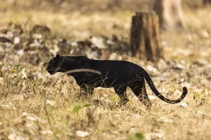 Black panther gracefully wandering the dry grasslands of Hunsur, India. jigsaw puzzle