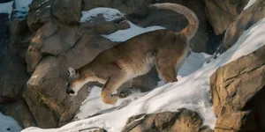 A majestic mountain lion traversing snowy rocks in a winter setting. jigsaw puzzle