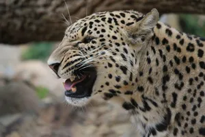 Intense close-up of a leopard showing its wild expression in its natural habitat. jigsaw puzzle