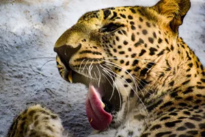 A close-up shot of a leopard yawning, showcasing its sharp teeth and spotted coat. jigsaw puzzle