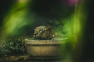 A leopard peacefully resting next to a stone basin, surrounded by greenery. jigsaw puzzle
