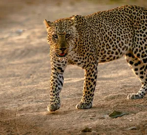 Close-up of a leopard walking in its natural habitat, showcasing its striking patterns. jigsaw puzzle