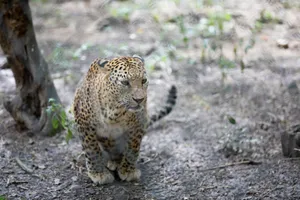 Captivating image of a leopard in the wild, showcasing its natural habitat. jigsaw puzzle