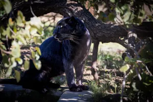 A black panther rests gracefully under a tree in a natural outdoor setting. jigsaw puzzle