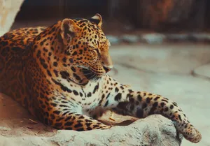 A relaxed leopard lying on a rock, showcasing its distinctive spotted fur and tranquil demeanor. jigsaw puzzle