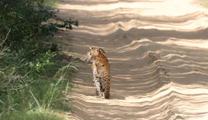 A leopard walking along a sunlit sandy trail in a forest setting, casting dynamic shadows. jigsaw puzzle