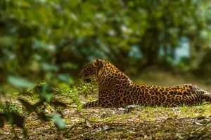 Leopard lying on the forest ground surrounded by green foliage. jigsaw puzzle