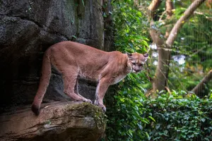 A powerful puma stands on a rock, blending with its lush green surroundings. jigsaw puzzle
