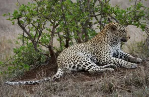Close-up of a leopard relaxing under a bush in the South African wilderness, showcasing its natural habitat. jigsaw puzzle
