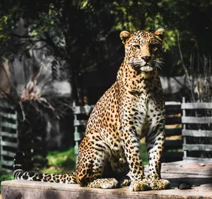 A graceful leopard sits in a sun-dappled outdoor habitat, showcasing its striking spotted coat. jigsaw puzzle