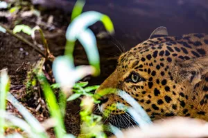 Intimate close-up of a leopard in vibrant Gangtok jungle surroundings. jigsaw puzzle