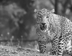 Black and white portrait of a leopard showcasing its distinctive spotted coat and alert expression. jigsaw puzzle