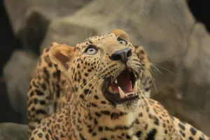 Intense close-up of a leopard showcasing its wild and untamed beauty. jigsaw puzzle