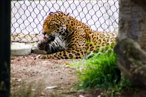 A fully grown leopard lays relaxed in its enclosure, showcasing its majestic spotted fur. jigsaw puzzle