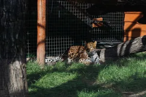 A leopard rests in a zoo enclosure, well lit by sunlight and surrounded by greenery. jigsaw puzzle