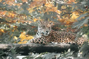 A stunning leopard lounges on a log amidst vibrant autumn foliage, showcasing its natural beauty. jigsaw puzzle