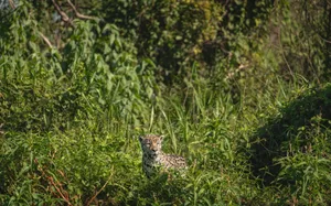 A jaguar camouflaged in lush greenery in Porto Jofre, Brazil, showcasing its natural habitat. jigsaw puzzle