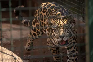 Close-up of a jaguar in an enclosure, showcasing its striking spotted coat. jigsaw puzzle