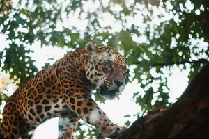 A powerful jaguar walking on a tree branch, showcasing its natural habitat and beauty. jigsaw puzzle