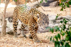 A powerful jaguar prowling through its natural surroundings showcasing its majestic presence. jigsaw puzzle