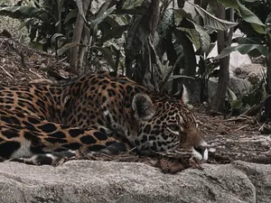 A serene jaguar lying on a rock amidst lush greenery, embodying wildlife tranquility. jigsaw puzzle