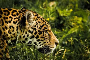 Intense close-up of a jaguar prowling through the grass, showcasing its stunning spots and natural habitat. jigsaw puzzle