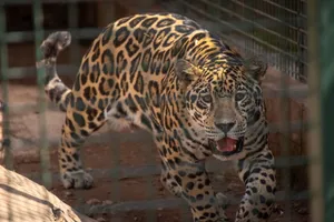 A close-up of a majestic jaguar within a zoo enclosure, showcasing its striking patterns. jigsaw puzzle