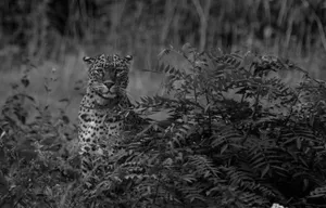 Grayscale image of a jaguar camouflaged in dense foliage, showcasing wildlife photography. jigsaw puzzle
