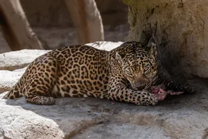 A jaguar lies on a rock, enjoying a meal of fresh meat in a naturalistic zoo setting. jigsaw puzzle