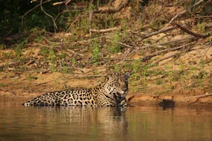 A jaguar resting in a serene river surrounded by lush forest, showcasing its natural habitat. jigsaw puzzle
