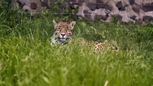 A majestic jaguar rests amid dense green grass in a zoo habitat, showcasing nature's beauty. jigsaw puzzle