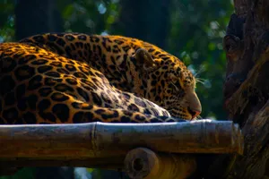 A serene jaguar rests atop a bamboo platform, basking in sunlight with lush greenery. jigsaw puzzle
