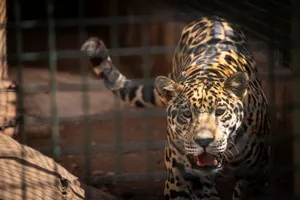 Close-up of a jaguar in a zoo enclosure showcasing its fierce beauty and distinctive patterns. jigsaw puzzle