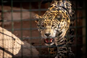 Detailed close-up image of a jaguar in a zoo, highlighting its fierce gaze and vibrant coat. jigsaw puzzle