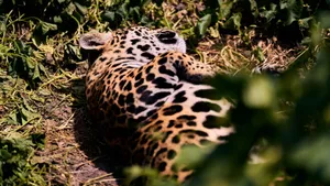 A jaguar resting peacefully amidst lush greenery, showcasing its distinctive spotted coat. jigsaw puzzle