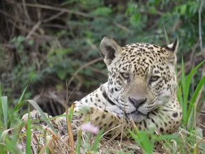 Close-up of a jaguar lying in grass, showcasing its natural habitat and markings. jigsaw puzzle