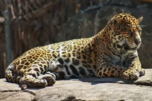 A stunning leopard lounging in the sun, showcasing its powerful build and striking spots in a natural setting. jigsaw puzzle
