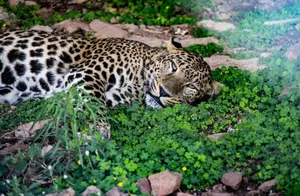 A leopard lying peacefully on lush greenery, showcasing its stunning spotted coat. jigsaw puzzle