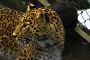 Stunning close-up of a spotted leopard in Darjeeling Zoo, India. jigsaw puzzle