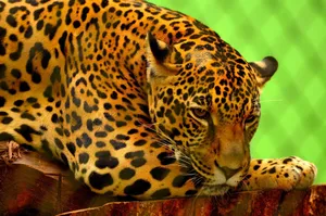 Close-up of a jaguar with distinctive spotted coat resting in a serene environment. jigsaw puzzle