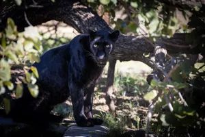 A captivating black panther rests under the dappled light of a lush forest setting. jigsaw puzzle
