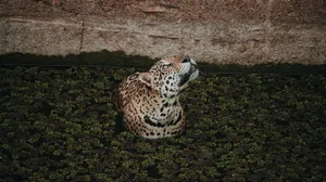 A jaguar swims in Manaus, showcasing the beauty of its natural Amazonian habitat. jigsaw puzzle