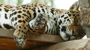 A peaceful jaguar resting on a wooden platform, showcasing its distinctive spotted coat. jigsaw puzzle