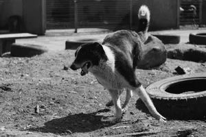 Dynamic capture of a playful dog in a black and white setting outdoors, showcasing lively canine energy. jigsaw puzzle