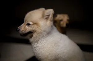 Two fluffy puppies sitting indoors, captured in soft lighting with a focus on their cute faces. jigsaw puzzle