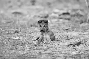A black and white image of a cute puppy lying on dry grass, exuding calmness. jigsaw puzzle